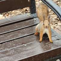 Белка из Царицынского парка :: <<< Наташа >>>