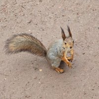 Белка из Царицынского парка :: <<< Наташа >>>