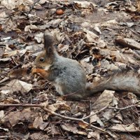 Белка из Царицынского парка :: <<< Наташа >>>