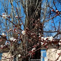 Ростовская весна :: Нина Бутко Ростовская весна :: Нина Бутко