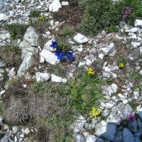 Альпийские цветочки. :: unix (Илья Утропов)