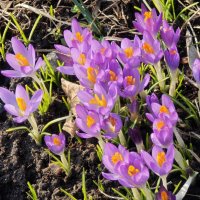Крокусы :: <<< Наташа >>>