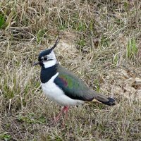 Чибис :: Милешкин Владимир Алексеевич 