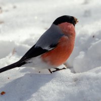 Снегирь. :: Виктор Иванович Чернюк Снегирь. :: Виктор Иванович Чернюк
