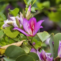 Баугиния Блейка. :: Alexander Amromin