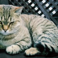 Киса :: Георгиевич Киса :: Георгиевич