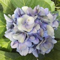 Нежный цвет :: Дмитрий Никитин