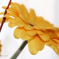 *** :: Liudmila LLF *** :: Liudmila LLF