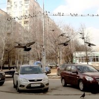 Летите, голуби, летите. Для вас нигде преграды нет. :: Ольга Довженко