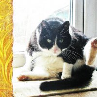 Не мешай мне мыться :: Людмила Смородинская Не мешай мне мыться :: Людмила Смородинская