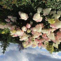 ......... :: Елена Шаламова