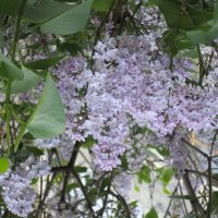 ....... :: Елена Шаламова ....... :: Елена Шаламова