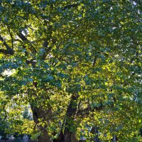 Осень :: Sergey Grim