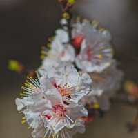 Миндаль :: Giant Tao /