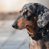 *** :: Владимир Безбородов *** :: Владимир Безбородов