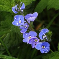 ** :: Зоя Мишина ** :: Зоя Мишина