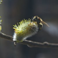 пчела :: Сергей Швечков