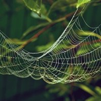 паутина :: Сергей Швечков