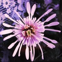 .Комнатная хризантема :: Людмила Смородинская .Комнатная хризантема :: Людмила Смородинская