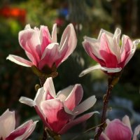 Доброе утро :: Юрий. Шмаков