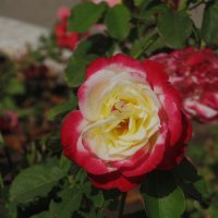 розы сентября :: Елена Шаламова розы сентября :: Елена Шаламова