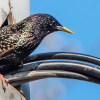 "Пентхаус"? :: Владимир Безбородов