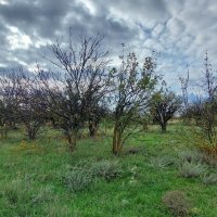 Фисташковая роща :: ИРЭН@ .