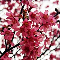 Март. :: Валерия Комова Март. :: Валерия Комова