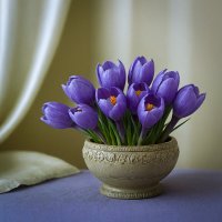 Крокусы :: Aleksey Afonin