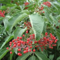 Бузина :: Anna Ivanova