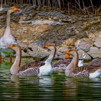 Домашний гусь :: Aleksey Afonin Домашний гусь :: Aleksey Afonin