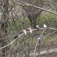 Ведь завтра - День птиц... :: Юрий Куликов