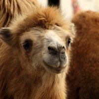 О верблюдах :: Юрий. Шмаков О верблюдах :: Юрий. Шмаков