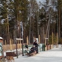 Байкал. В питомнике ездовых собак :: Ирэн 