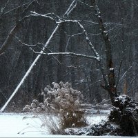 На оз. Тёмном ... :: Владимир Шошин На оз. Тёмном ... :: Владимир Шошин