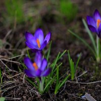 Крокусы :: Ninell Nikitina Крокусы :: Ninell Nikitina
