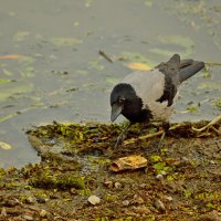 Серая ворона :: Андрей Сосновский