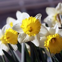 Ядовитый нарцисс :: ZNatasha - Ядовитый нарцисс :: ZNatasha -