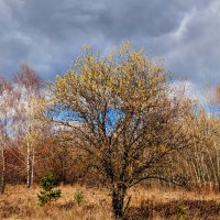 природа конца марта 4 :: Александр Прокудин