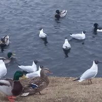 Чайки и утки :: Сапсан 