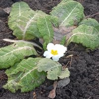 Примула :: Сапсан 