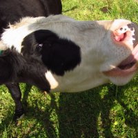 Улыбайтесь, друзья! С 1 апреля! :: Андрей Лукьянов