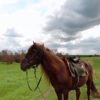 Выйду в поле с конём вдвоём.... :: nadyasilyuk Вознюк Выйду в поле с конём вдвоём.... :: nadyasilyuk Вознюк