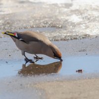 Свиристель. :: Виктор Иванович Чернюк Свиристель. :: Виктор Иванович Чернюк