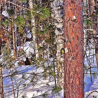 Март...В пригородном лесу! :: Владимир 