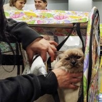 ГАГАРИНСКИЕ_КОШКИ_16 :: Сергей Янович Микк ГАГАРИНСКИЕ_КОШКИ_16 :: Сергей Янович Микк