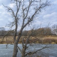 Не отрываться бы от земли :: Сергей Цветков