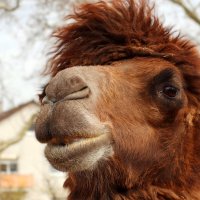 Могу и плюнуть... :: Юрий. Шмаков Могу и плюнуть... :: Юрий. Шмаков