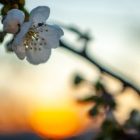 На рассвете.... :: Referee (Дмитрий)