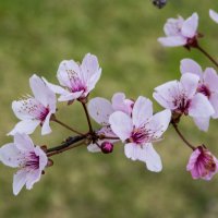 Весеннее цветение :: Валентин Семчишин